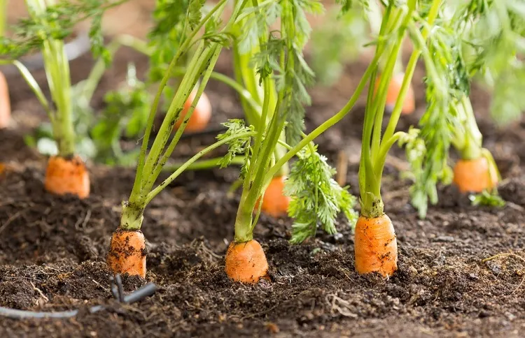 what vegetables to plant in june how to plant carrots