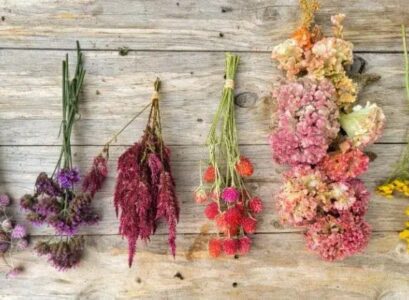 what plants and flowers to dry