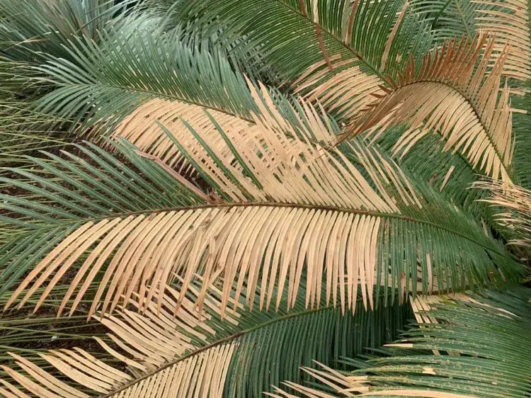 what to do if your palm tree turns yellow