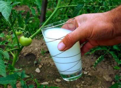 why you should water tomatoes with milk