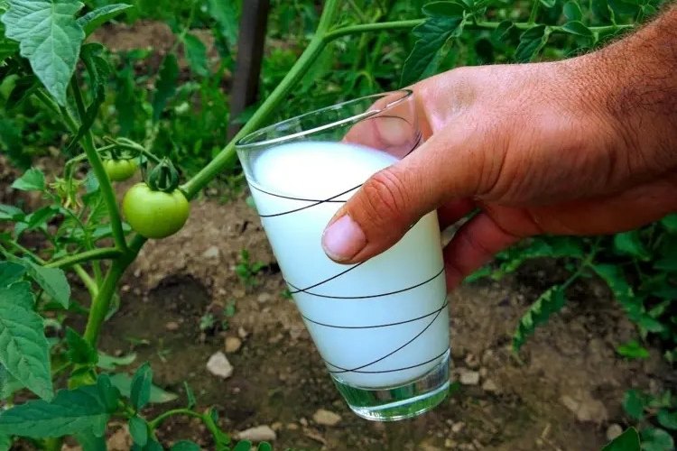why you should water tomatoes with milk