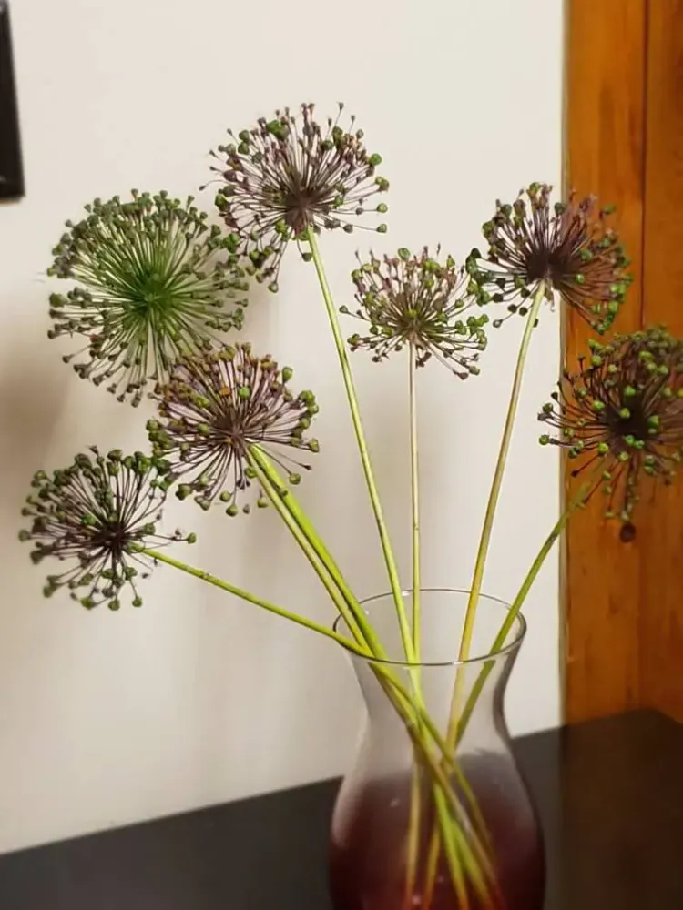 allium how to dry flowers and plants microwave air drying