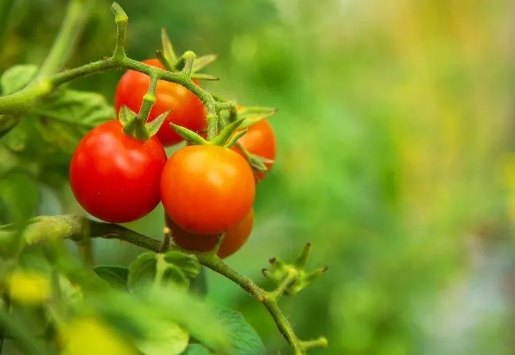 by advantageous eating method tomatoes with salt water watering