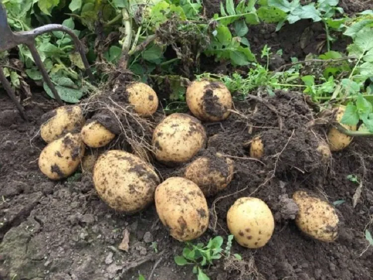 can green manure replace fertilizer potatoes do not like it