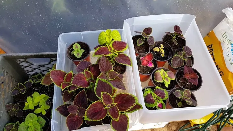 can you grow coleus from cuttings it is time saving