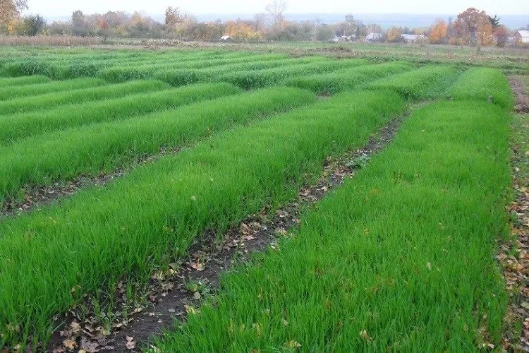 characteristics of green manure crops grass cover crop