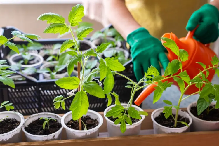choose a lower concentration for young tomato plants
