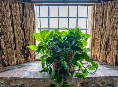 close up shot of vibrant green devil's ivy plant decorating the window