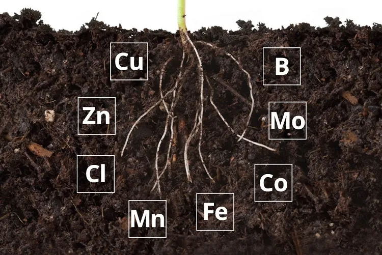 control of the nutrients with soil test how do you keep watermelons from rotting