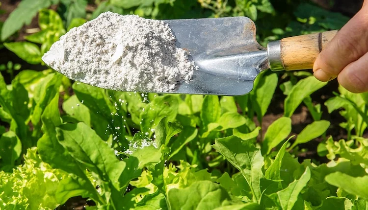 diatomaceous earth is an effective remedy against pests in the garden
