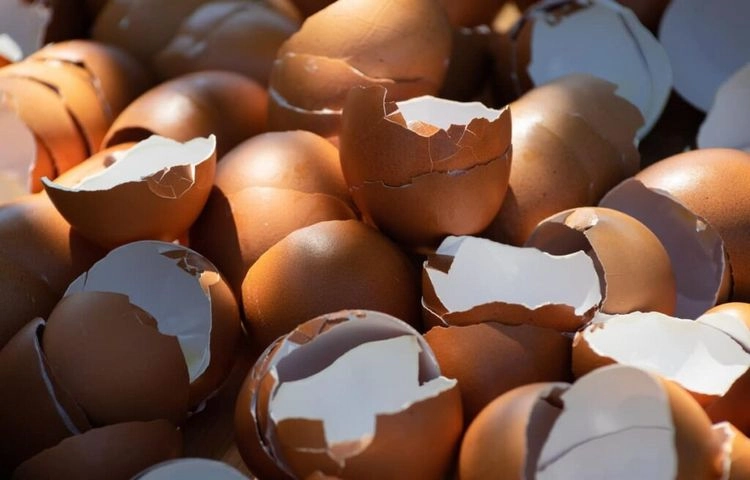 eggshells as a natural fertilizer for vegetable gardens