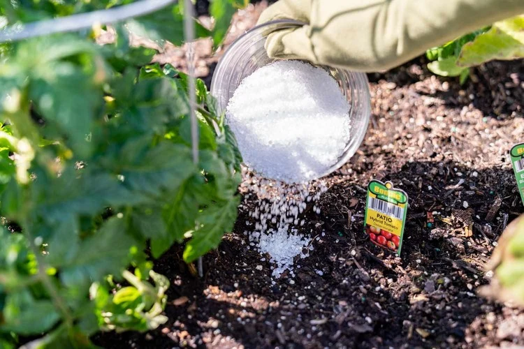 fertilize the soil directly with epsom salt