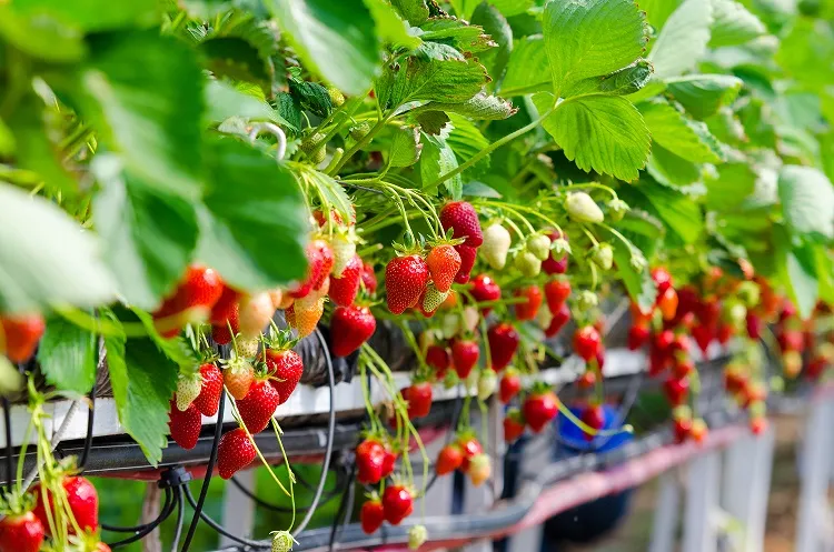 fertilize with banana water strawberries fruiting plants
