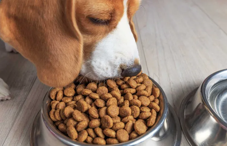 give your pets good food how to keep your home smelling fresh with pets