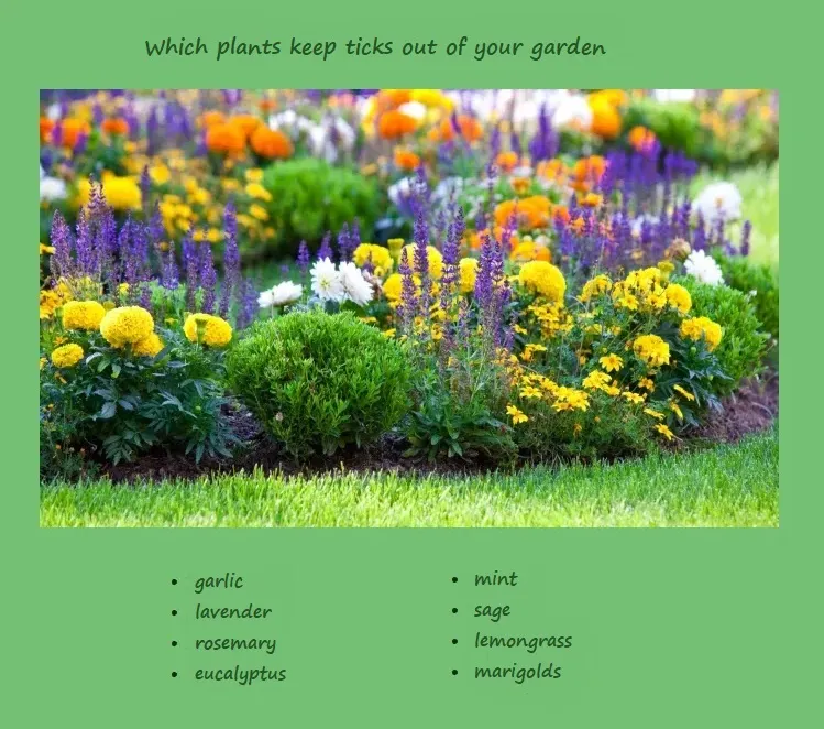 grow tick repellent plantsin your garden