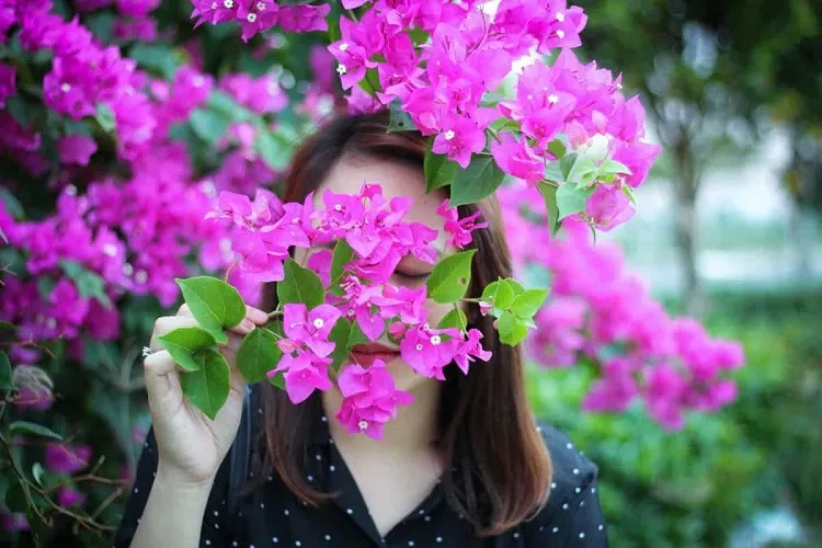 growing bougainvillea it trhives in tropic climate or elsewhere in containers