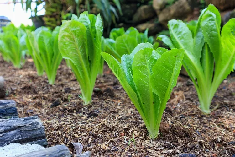 how do i know when lettuce is ready to pick when it is vibrant and grown