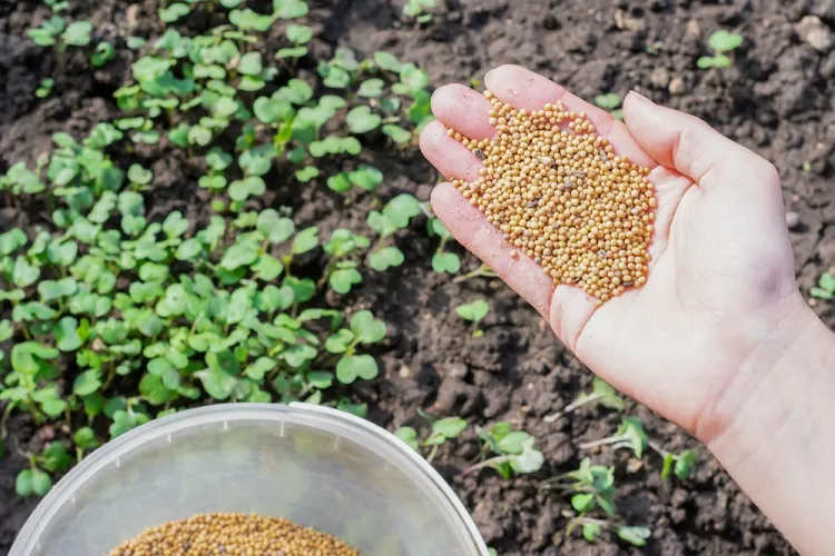 how do you add green manure to soil sowing mustard seeds