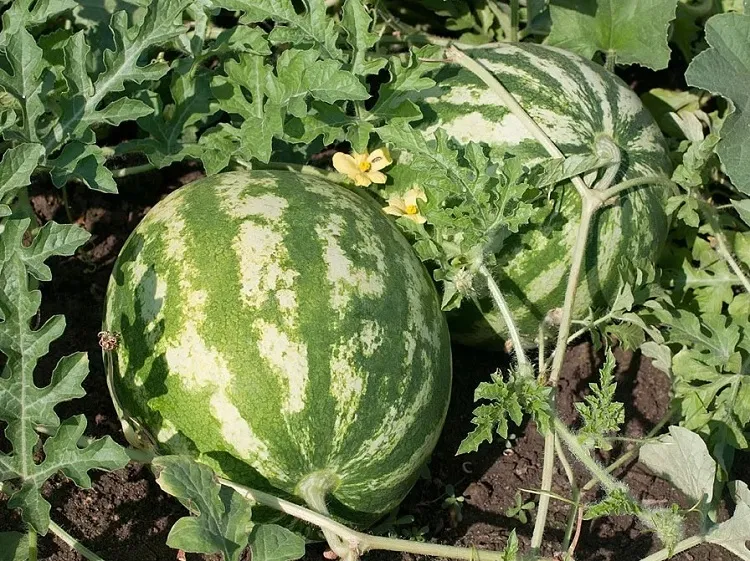 how do you keep watermelons from rotting attract pollinators