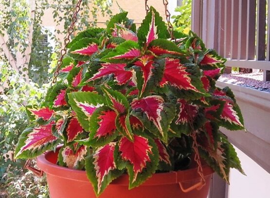 how long does it take to propagate coleus just a few weeks