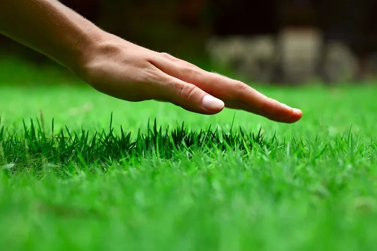 how long to wait to cut lawn after overseeding let it reach three four inches length