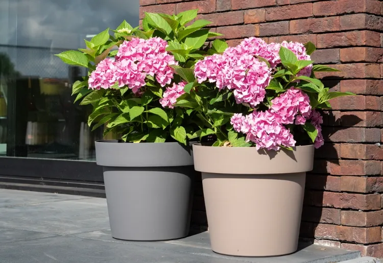 how to care for hydrangea in pot common mistakes