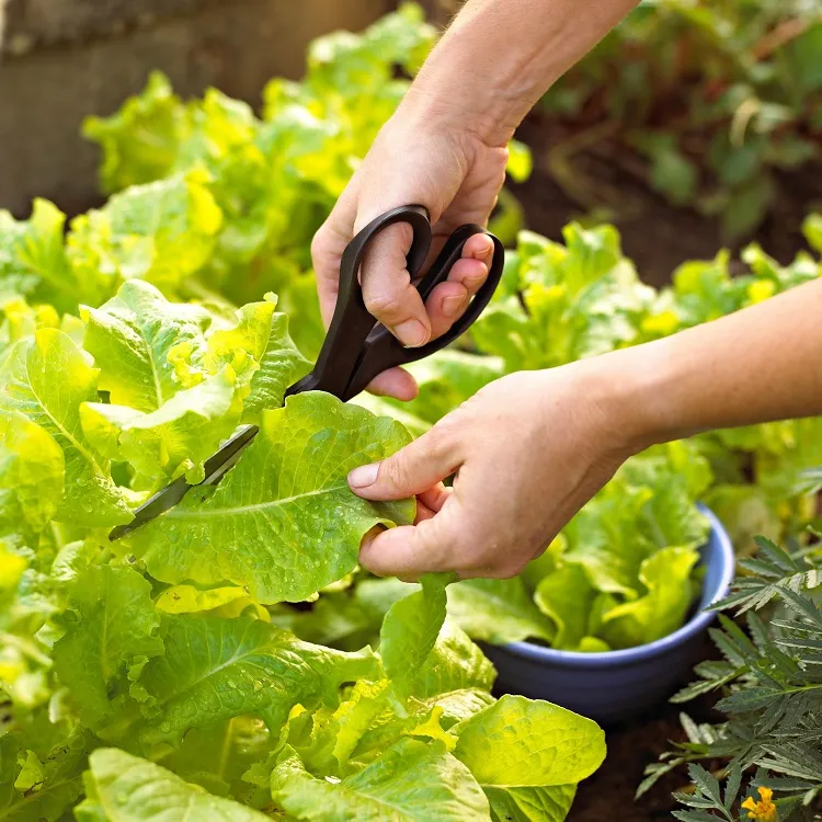 how to cut lettuce from garden so it keeps growing cut the outer leaves from the crown