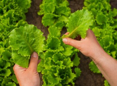 how to cut lettuce from garden so it keeps growing take one part of the leaves
