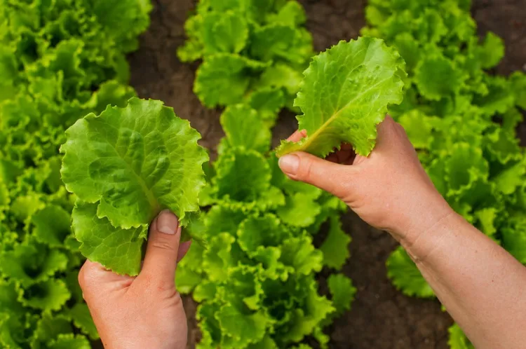 how to cut lettuce from garden so it keeps growing take one part of the leaves