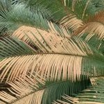 how to fix a yellowing palm tree