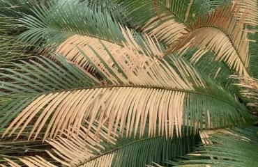 how to fix a yellowing palm tree