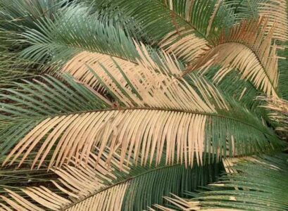 how to fix a yellowing palm tree