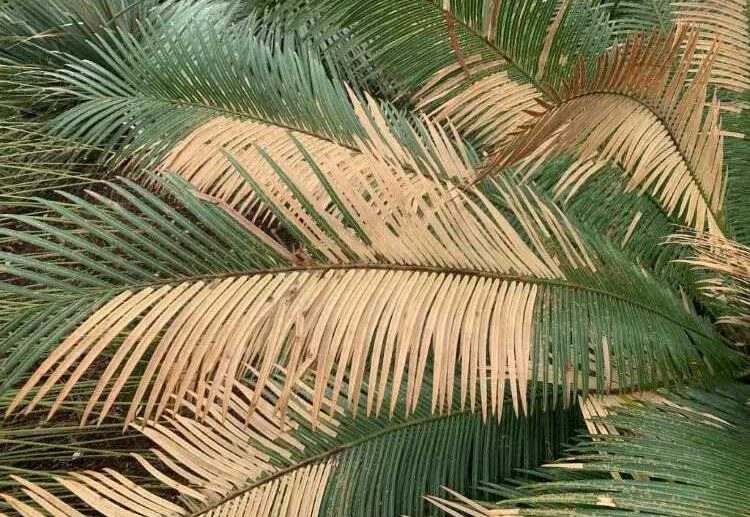 how to fix a yellowing palm tree