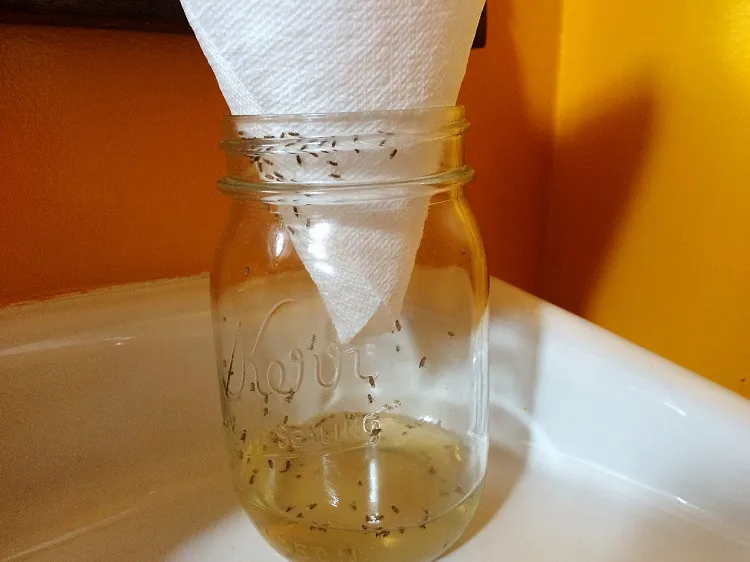 how to get rid of fruit flies in house fast pour apple cider and dish soap