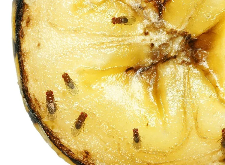 how to get rid of fruit flies in house permanently clean the food particles