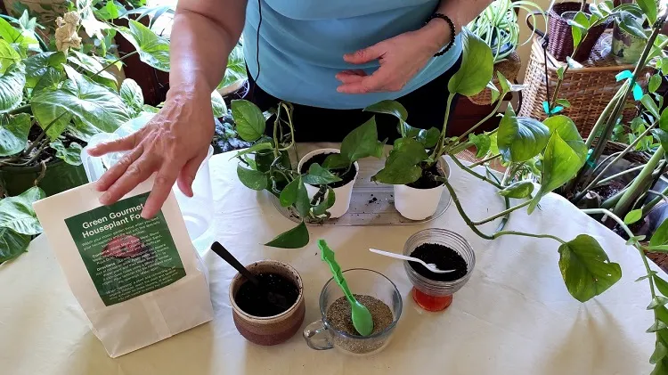 how to make devil's ivy bushier repot it in a larger container