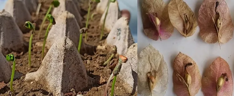 how to propagate bougainvillea plant your seeds collected from a mature plant