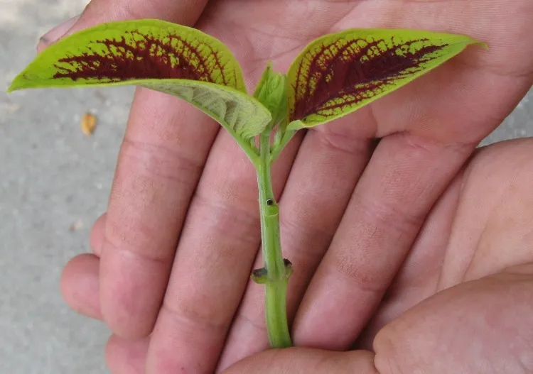 how to propagate coleus cuttings cut healthy stems