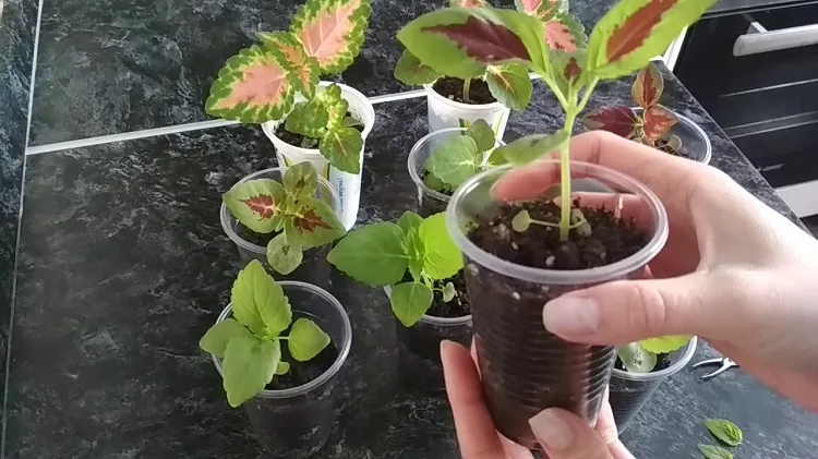 how to propagate coleus cuttings plant in wet potting mixture