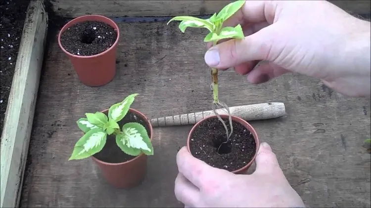 how to propagate coleus from seed