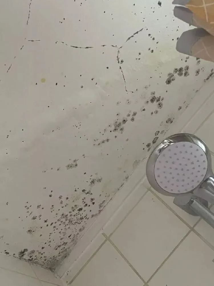 how to remove black mold from shower ceiling