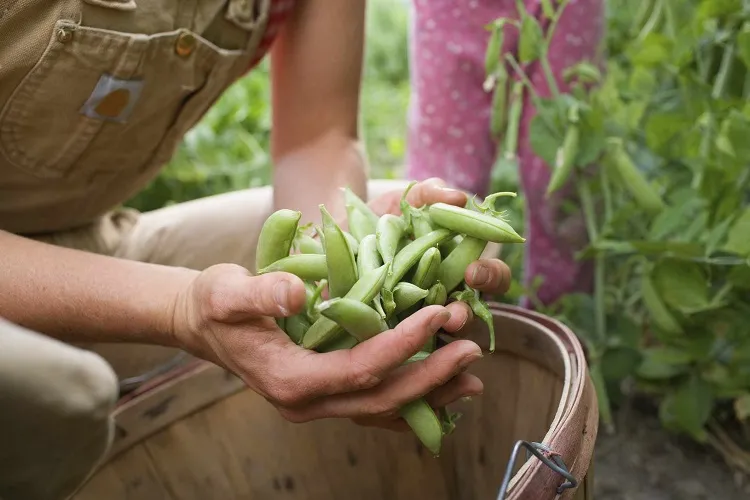 how to sow and plant beanhs in the garden in june july 2023