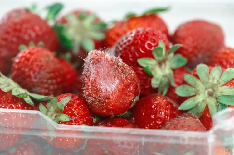 how to store strawberries