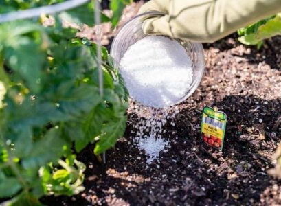 how to use epsom salt as fertilizer