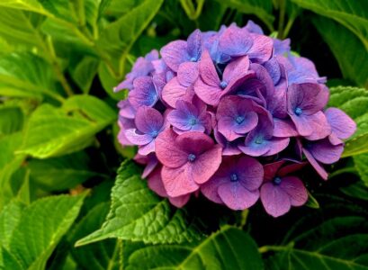hydrangea in shade