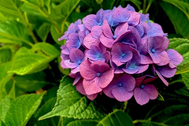 hydrangea in shade