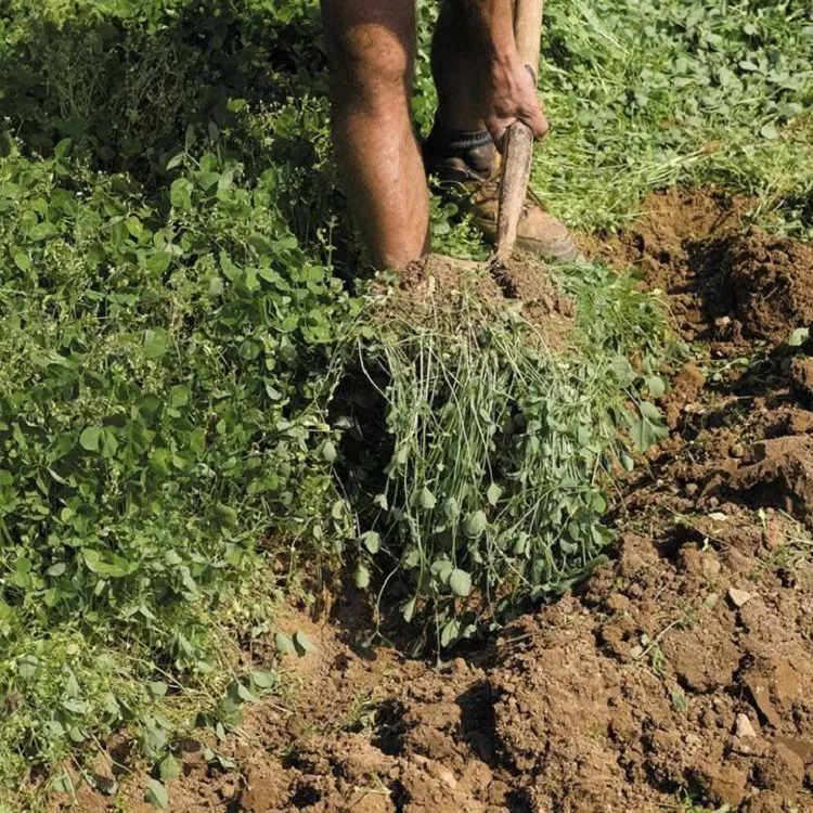 improve garden soil with green manure clover cover crop