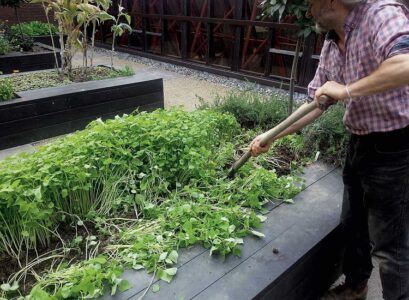 improve garden soil with green manure cut the plants