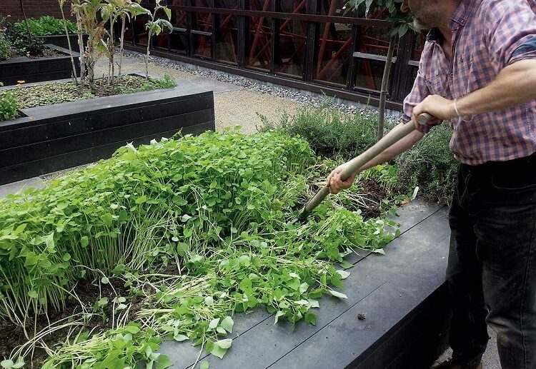 improve garden soil with green manure cut the plants