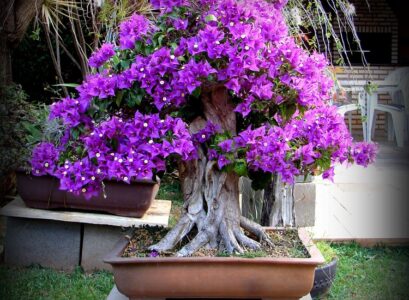 learn how to propagate bougainvillea in a few steps